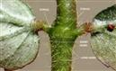  Stipules